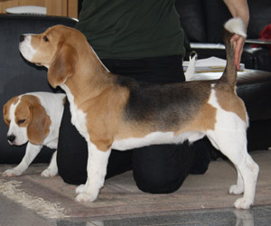 Beagler&uuml;de Beethoven Standfoto